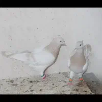 رنگی و بهبهانی پرنده