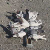 سلام کفتر ها همه خوب