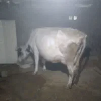 گاودوماه آبستن  باگوساله نر ۶ماهه|حیوانات مزرعه|شباب, |دیوار