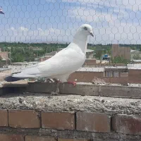 کبوترگرفتنی