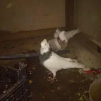 سه تا کبوتر طوقی