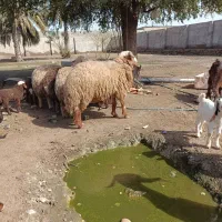 قوچ اصیل میش  ابستن بز دوقلو اصیل