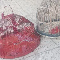 قفس