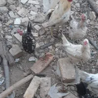 فروش مرغ گلین وخروس وبوقلمون واردک اسرائیلی|حیوانات مزرعه|پیر بکران, |دیوار