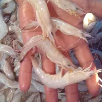 میگودریایی درشت