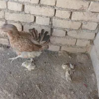 مرغ لری اصل با دوجوجه|حیوانات مزرعه|کیار, |دیوار