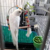 طوطی عروس سفید البینو|پرنده|رشت, باهنر|دیوار