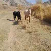 یک کره 14ماهه