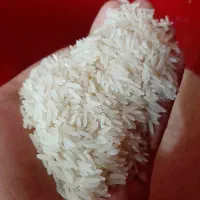 برنج فجر سوزنی سورت شده|خوردنی و آشامیدنی|گرگان, |دیوار