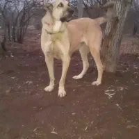 ماده مستان ازنسل ترامپ محمد غفارارمیه