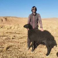 قوچ قره قزل دامازلخ