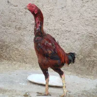 مرغ خروس لاری