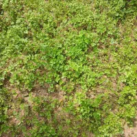 سبزی و سبزی سرخ شده