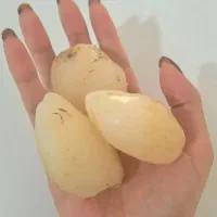 ثعلب کوهی خالص درجه یک (عمده/جزئی)