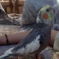 عروس هلندی گم شده