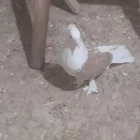 کبوتر هما|پرنده|فشاپویه, |دیوار