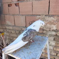 کفتر نوک قنار کشیده