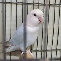 طوطی برزیلی|پرنده|چهارباغ, |دیوار