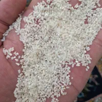 نیم دانه طارم هاشمی مازندران‌ امساله