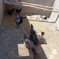 ۴عددمرغ|پرنده|سبزوار, کهنه آب|دیوار