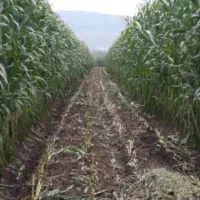 ذرت علوفه ای