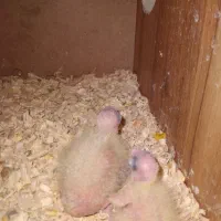 نروماده عروس هلندی به ضمانت همراه باجوجه|پرنده|تربت‌حیدریه, آغوی|دیوار