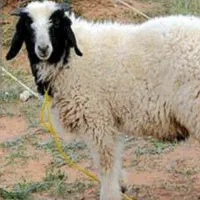 بره‌۷۰کیلوی