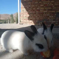 خرگوش|موش و خرگوش|ارومیه, |دیوار