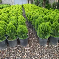 کامیس|خدمات باغبانی و درختکاری|تنکابن, |دیوار