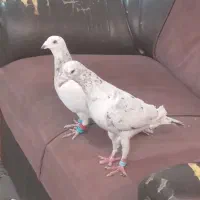 کبوترساردرجه یک