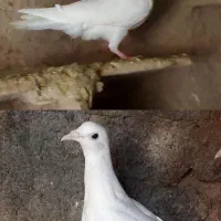 2 سفید آلمانی|حیوانات|چناران, |دیوار