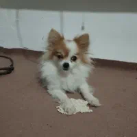 سگ پامرانین|سگ|وحیدیه, |دیوار