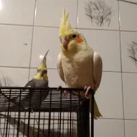 یه جفت عروس دستی