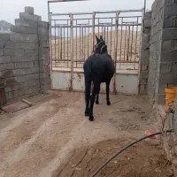 باسلام خدمت شما دوستان عزیز دو راس قاطر جوان اصیل|حیوانات مزرعه|یاسوج, |دیوار