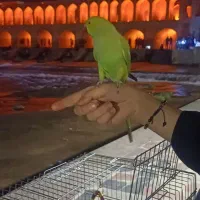 ملنگو سخنگو
