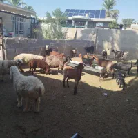 بز کهره دار بره میش کهره چاق