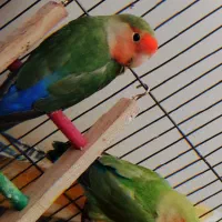 کوتوله برزیلی