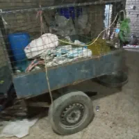 سچرخه