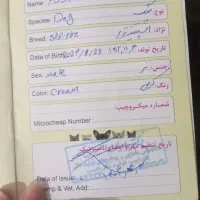 سگ شیتزو|سگ|ایلام, |دیوار