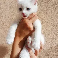 گربه سفید خوشگل ۲ماهه