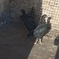 مرغ تخمی و مرغ های لاری تخمی