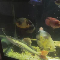 ماهی ردتیل بازیگوش ۲۴ سانتی