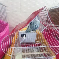 تعدادی پرنده به فروش میرسد|پرنده|بمپور, |دیوار