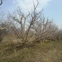 هرس کاری باغات|خدمات باغبانی و درختکاری|مراغه, |دیوار