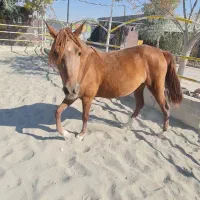 اسب مادیان|اسب و تجهیزات اسبسواری|رباطکریم, پیغمبر|دیوار