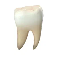 دندان مناسب عصب کشی