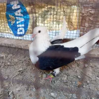 کبوتر سیاه