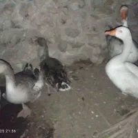 اردک و غاز|حیوانات مزرعه|بندرعباس, |دیوار