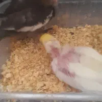 دو کفتر سفید و آلمانی و عروس هلندی|حیوانات|قائن, |دیوار