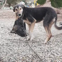 سگ نگهبان|سگ|ریگان, |دیوار